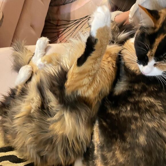 J. Crew The Perfect Shirt Button-Down Long Sleeve Cotton Shirt Faded Blue Large - Picture 6 of 13